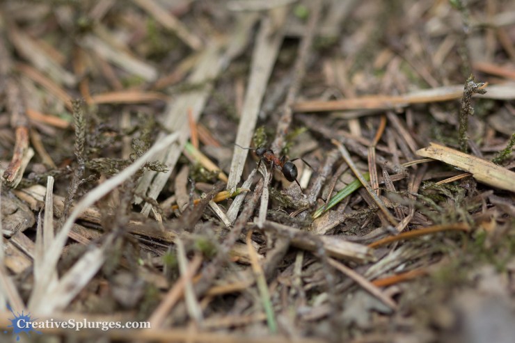 1/250sec, f/2.8, ISO 320, 100mm