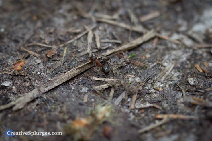 1/160sec, f/2.8, ISO 100, 100mm