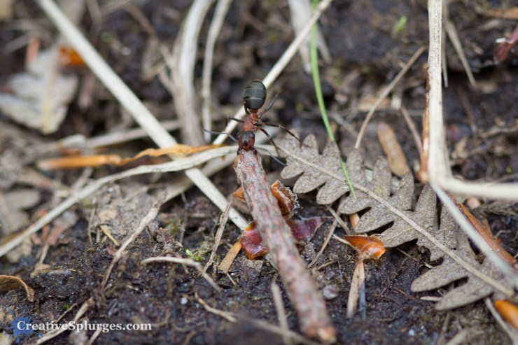 1/125sec, f/2.8, ISO 100, 100mm