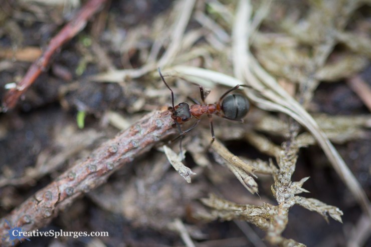 1/125sec, f/2.8, ISO 200, 100mm