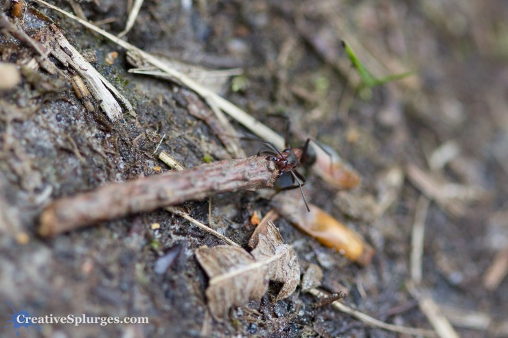 1/320sec, f/2.8, ISO 400, 100mm