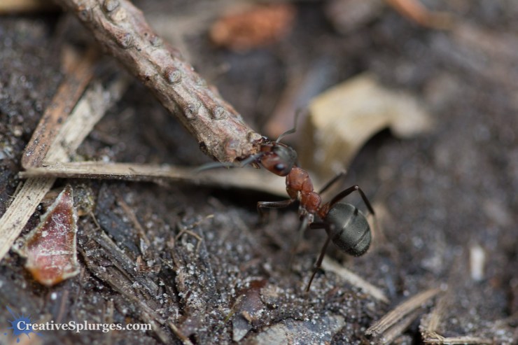 1/200sec, f/2.8, ISO 400, 100mm