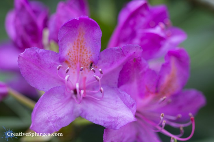 1/125sec, f/2.8, ISO 200, 100mm