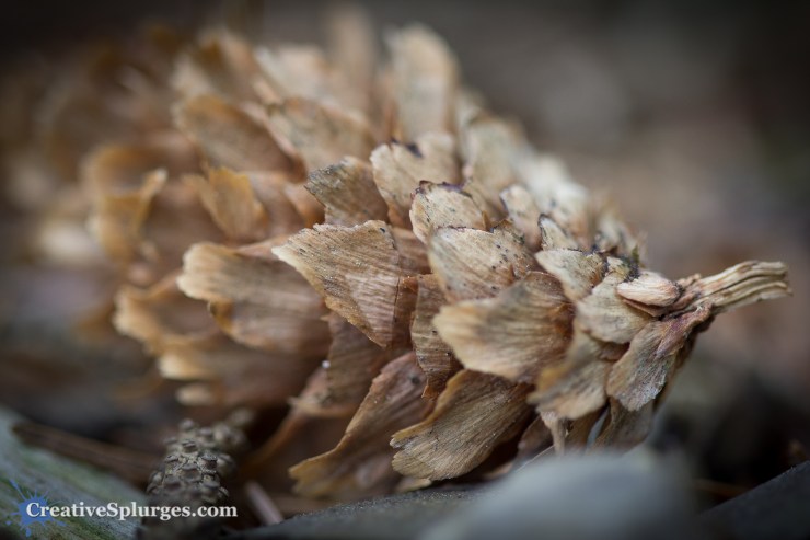 1/200sec, f/2.8, ISO 320, 100mm