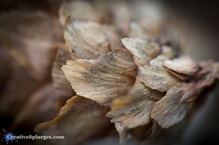 1/100sec, f/2.8, ISO 320, 100mm