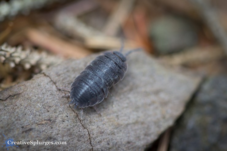 1/125sec, f/2.8, ISO 320, 100mm