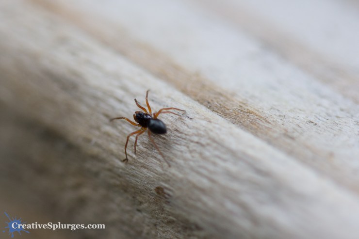 1/400sec, f/2.8, ISO 400, 100mm