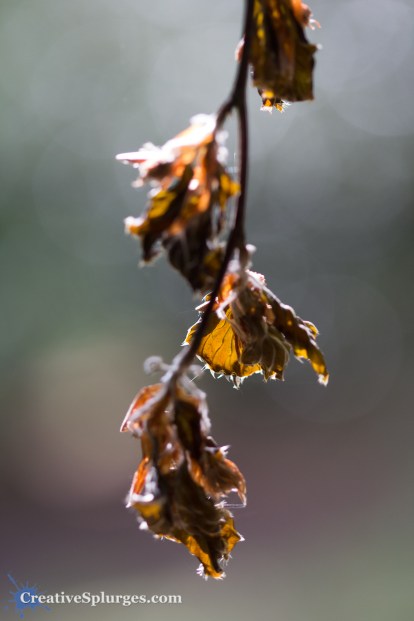 1/640sec, f/2.8, ISO 400, 100mm