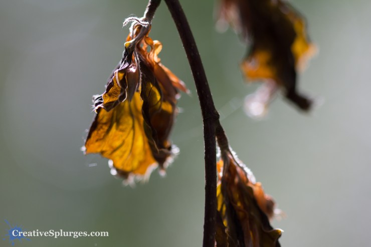 1/160sec, f/2.8, ISO 160, 100mm