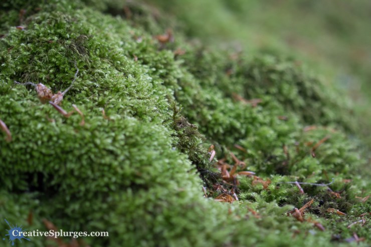 1/160sec, f/2.8, ISO 500, 100mm