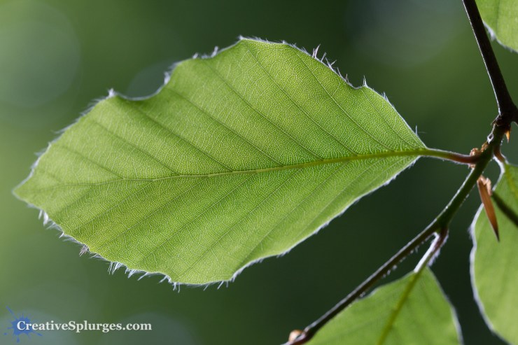 1/320sec, f/5, ISO 500, 100mm