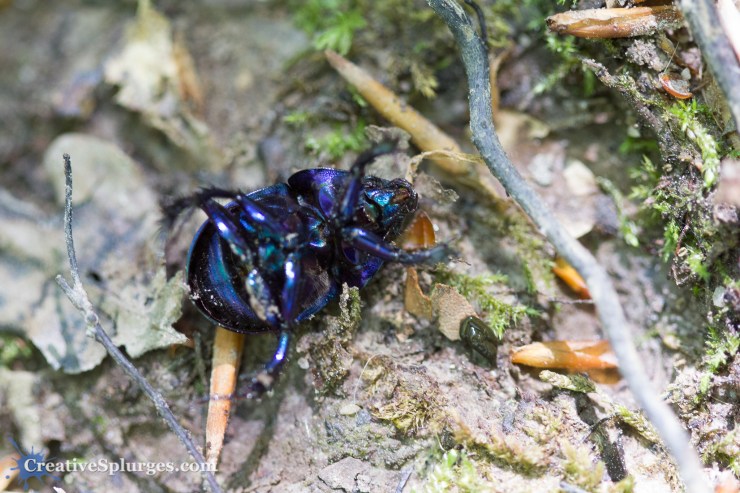 1/100sec, f/2.8, ISO 1000, 100mm