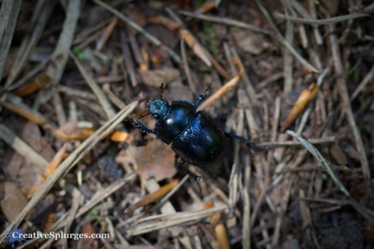 1/1000sec, f/2.8, ISO 1000, 100mm