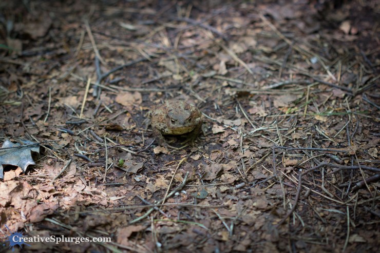 1/200sec, f/2.8, ISO 500, 100mm