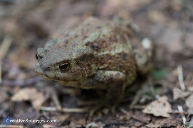 1/100sec, f/2.8, ISO 500, 100mm