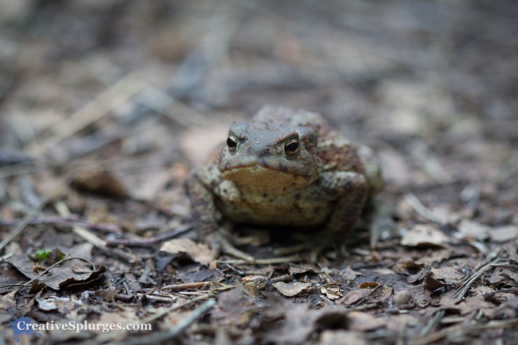 1/80sec, f/2.8, ISO 500, 100mm