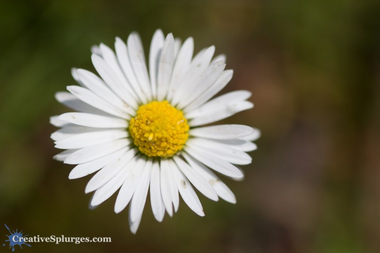 1/8000sec, f/2.8, ISO 500, 100mm