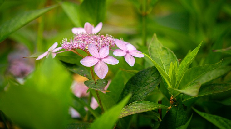 Abbotsbury Subtropical Gardens