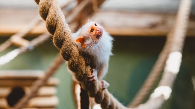 Return to Drusillas Park