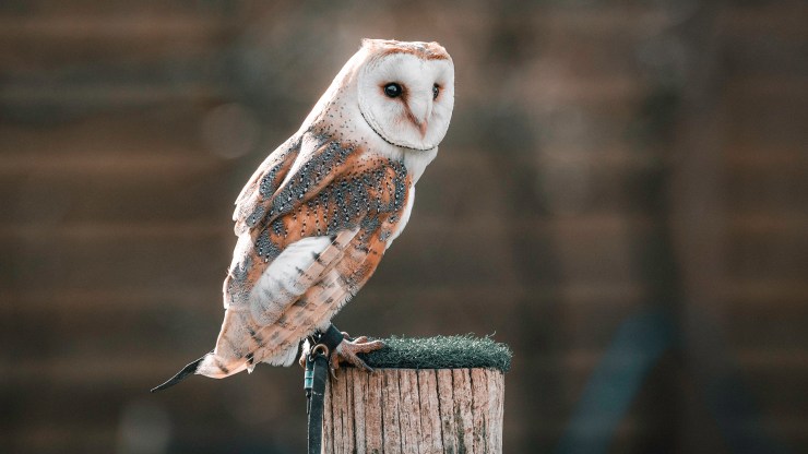Huxley’s Bird of Prey Centre