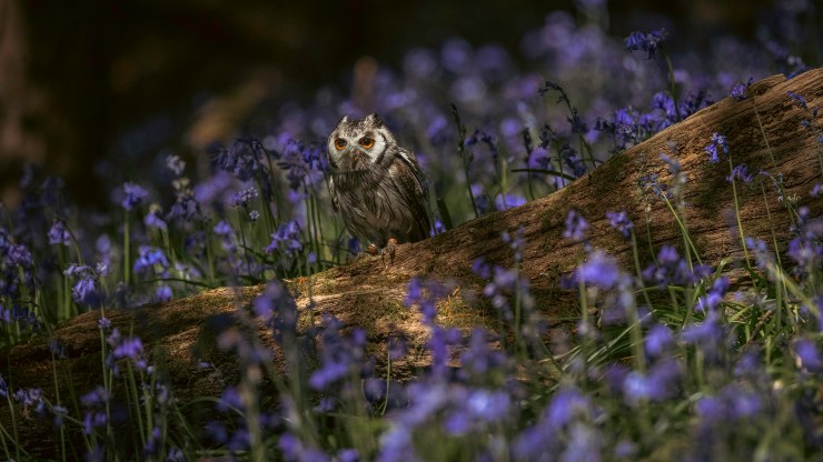 Birds in the Bluebells